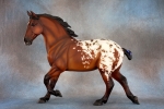 Bay Blanket Appaloosa Wixom