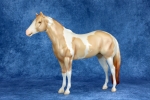 Pearly Double Dilute Tobiano Pinto Lady Phase