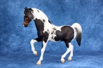 Dark Bay Homozygous Tobiano Pinto Family Arabian Stallion