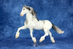 Black Sabino Roan Goffert